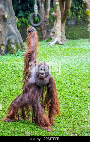 Un homme de Bornean orangutan reste et lève la main pour mendier de la nourriture. Espèces en danger critique d'extinction, avec déforestation, plantations d'huile de palme Banque D'Images