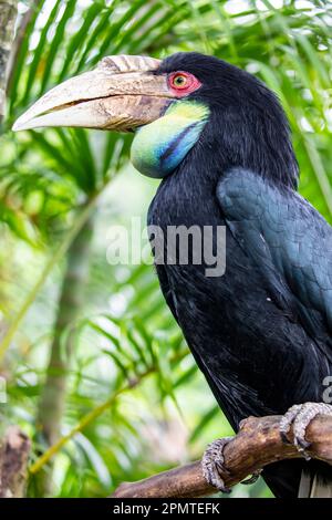 La femme a fait un charme. Il (Rhyticeros undulatus) est un oiseau tropical du Vieux monde de la famille des Bucerotidae. Banque D'Images