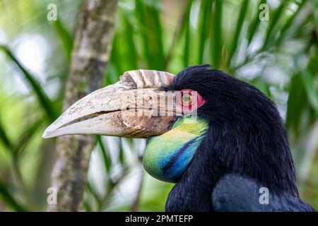 La femme a fait un charme. Il (Rhyticeros undulatus) est un oiseau tropical du Vieux monde de la famille des Bucerotidae. Banque D'Images