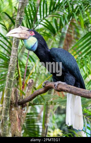 La femme a fait un charme. Il (Rhyticeros undulatus) est un oiseau tropical du Vieux monde de la famille des Bucerotidae. Banque D'Images