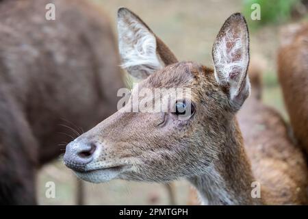 La femelle Javan rusa (Rusa timorensis), c'est un cerf originaire d'Indonésie et du Timor oriental. Les populations introduites existent dans une grande variété d'endroits Banque D'Images