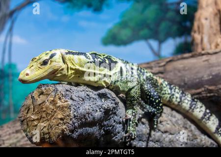 Le moniteur d'eau à tête jaune (Varanus cumingi). C'est une grande espèce de lézard de surveillance de la famille des Varanidae. Banque D'Images