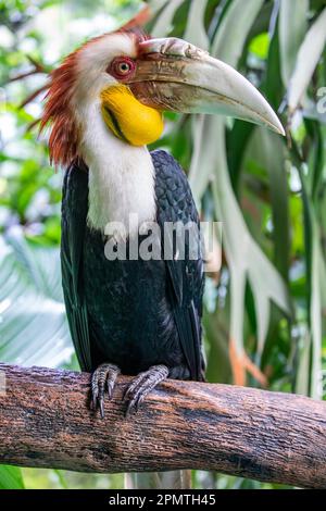 Le mâle a fait un charme. Il (Rhyticeros undulatus) est un oiseau tropical du Vieux monde de la famille des Bucerotidae. Banque D'Images