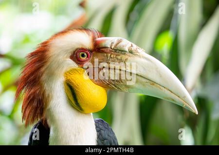 Le mâle a fait un charme. Il (Rhyticeros undulatus) est un oiseau tropical du Vieux monde de la famille des Bucerotidae. Banque D'Images