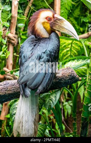 Le mâle a fait un charme. Il (Rhyticeros undulatus) est un oiseau tropical du Vieux monde de la famille des Bucerotidae. Banque D'Images