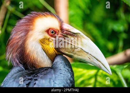 Le mâle a fait un charme. Il (Rhyticeros undulatus) est un oiseau tropical du Vieux monde de la famille des Bucerotidae. Banque D'Images