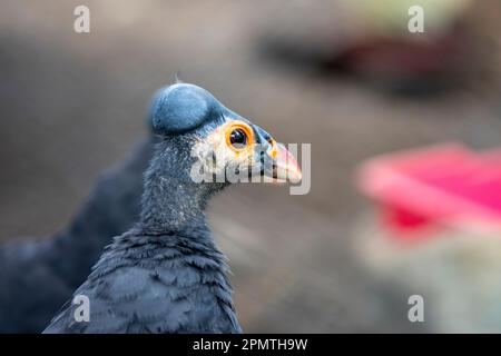 Le maleo (Macrocephalon maleo) est un grand mégamode et est endémique à Sulawesi et à la petite île voisine de buton en Indonésie. Banque D'Images