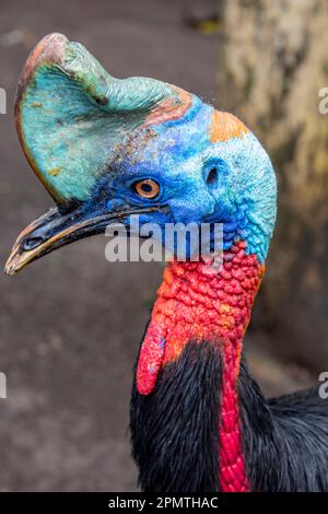 La cassonerie du sud est un grand oiseau noir sans vol. C'est l'une des trois espèces vivantes de cassowary, est aussi un ratite Banque D'Images