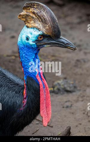 La cassonerie du sud est un grand oiseau noir sans vol. C'est l'une des trois espèces vivantes de cassowary, est aussi un ratite Banque D'Images