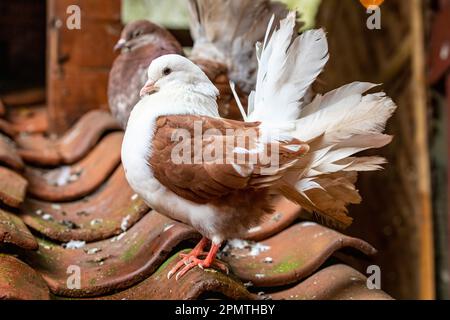 La queue de Fantail est une race populaire de pigeon fantaisie, elle se caractérise par une queue en forme de éventail composée de 30 à 40 plumes Banque D'Images