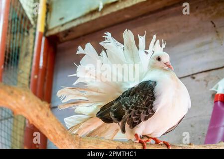 La queue de Fantail est une race populaire de pigeon fantaisie, elle se caractérise par une queue en forme de éventail composée de 30 à 40 plumes Banque D'Images