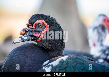 L'image de gros plan du canard de Muscovy. C'est un gros canard originaire du Mexique, de l'Amérique centrale et de l'Amérique du Sud, Banque D'Images