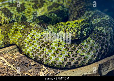 La vipère de la fosse de Mangshan (Protobothrops mangshanensis) est une espèce de vipère venimeuse endémique des provinces de Hunan et de Guangdong en Chine. Ils mangent des grenouilles Banque D'Images