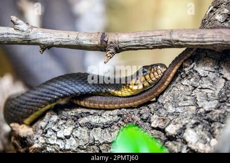 La couleuvre d'eau à ventre plat (Nerodia eryerythrogaster) est une espèce familière de couleuvre principalement aquatique, non venimeuse et colubrid endémique aux États-Unis. Banque D'Images