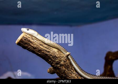 Le Mamba noir (Dendroaspis polylepis) est une espèce de serpent très venimeux appartenant à la famille des Elapidés. Banque D'Images