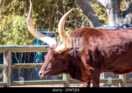 L'Ankole-Watusi est une race américaine moderne de bovins domestiques. Il provient du groupe Ankole des races de bovins Sanga d'Afrique centrale. Banque D'Images