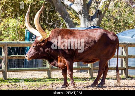 L'Ankole-Watusi est une race américaine moderne de bovins domestiques. Il provient du groupe Ankole des races de bovins Sanga d'Afrique centrale. Banque D'Images