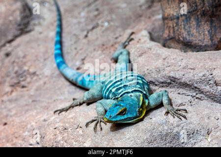 Le lézard bleu Baja est une espèce de grand lézard à phrynosomatide diurne. Il est doté d'un corps aplati avec de petites balances lisses et granulaires Banque D'Images