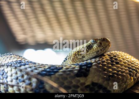 Le crotale (Crotalus horridus) est une espèce de vipère endémique à l'est de l'Amérique du Nord. il est venimeux, avec une morsure très toxique. Banque D'Images