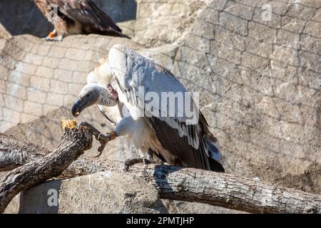 La vautour du Cap (Gyps coprotheres) est une vautour du Vieux monde de la famille des Accipitridae. Elle est endémique à l'Afrique australe. Banque D'Images