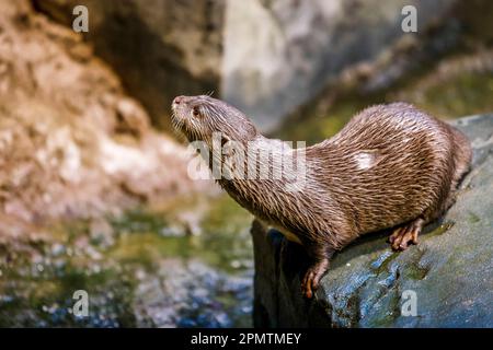 Timmendorfer Strand, Allemagne. 13th avril 2023. La loutre asiatique à courte clawed Ozzy se trouve sur un rocher dans l'aquarium Sealife. (À dpa 'les loutres de guerre apportent la vie à Sealife Timmendorfer Strand') Credit: Frank Molter/dpa/Alay Live News Banque D'Images