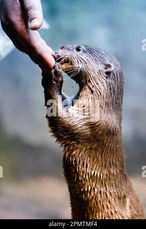 Timmendorfer Strand, Allemagne. 13th avril 2023. Ozzy, une petite loutre asiatique, mange de la main de son gardien dans l'aquarium Sealife. (À dpa 'les loutres de guerre apportent la vie à Sealife Timmendorfer Strand') Credit: Frank Molter/dpa/Alay Live News Banque D'Images