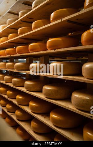 Roues au fromage aux saveurs variées sur les étagères de l'usine de production laitière. Fromage à pâte dure dans une petite ferme à fromage de Parme, en Italie. Conserver à l'usine de lait Banque D'Images