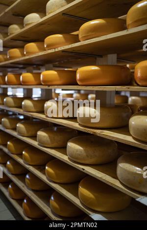 Production fromagerie étagères en bois avec assortiment de fromage vieillissant. Banque D'Images