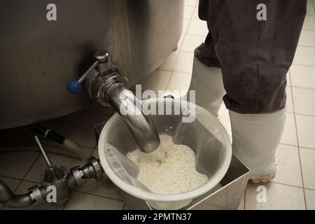 Vidange et séparation du lactosérum du caillé dans une usine de fromage Banque D'Images