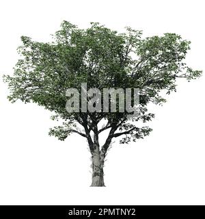 American Elm Tree isolé sur fond blanc vue de face Banque D'Images