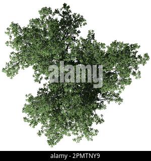 American Elm Tree isolé sur fond blanc vue de dessus Banque D'Images