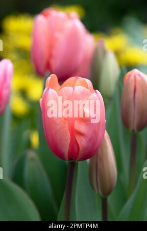 Tulipa. Saumon rose darwin hybride tulipe Banque D'Images