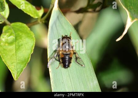 Gros plan Eristalis pertinax, famille des Syrphidae. Sur une feuille de bambou. Jardin hollandais, printemps. Pays-Bas Banque D'Images
