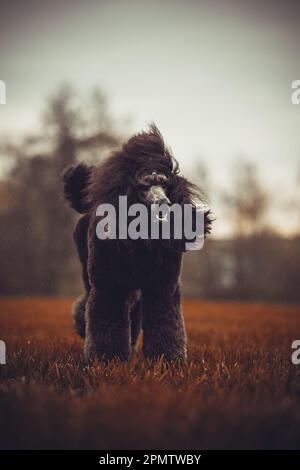 Chien Poodle / Pudel / Caniche standard grande adulte (noir) portrait Banque D'Images