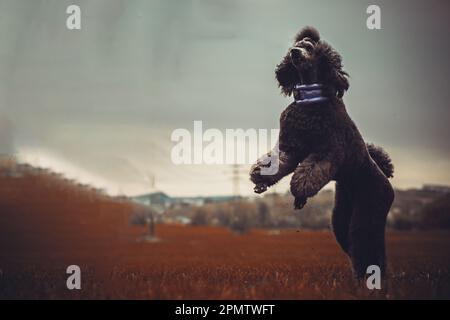 Chien Poodle / Pudel / Caniche standard grande adulte (noir) portrait Banque D'Images