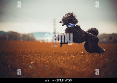 Chien Poodle / Pudel / Caniche standard grande adulte (noir) portrait Banque D'Images