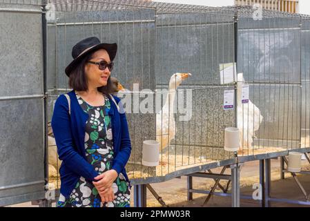 Une femme se tient souriante et prend sa photo devant les oies en cage lors du Royal Easter Show 2023 à Sydney, en Australie. Des rubans hautement compétitifs et de tri après prix sont attribués pour les meilleurs animaux dans les races et les catégories respectives. Plus de 900 000 personnes ont assisté au salon pendant les 12 jours d'avril et 8240 animaux ont été présents sur place Banque D'Images