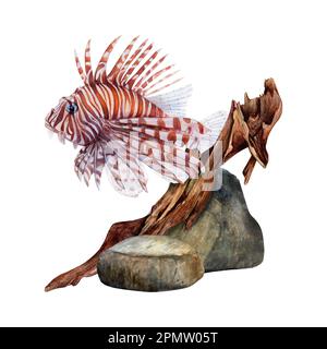 Aquarelle, ensemble de pierres de fond, de scories et de lionfish sur fond blanc. Image sous-marine pour illustration, autocollants, logo, impression textile Banque D'Images