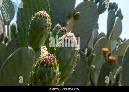 Un cactus avec une fleur en arrière-plan Banque D'Images