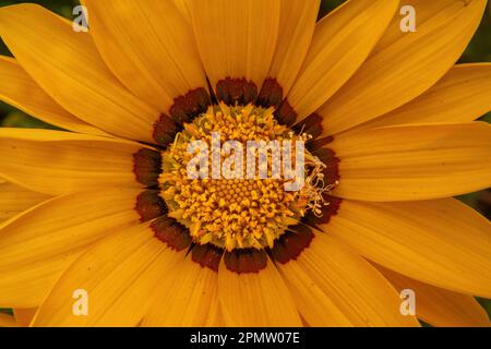 Une fleur jaune gazania avec centre marron et noir Banque D'Images