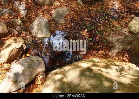 Un ruisseau avec des feuilles dessus et un rocher au premier plan. Banque D'Images