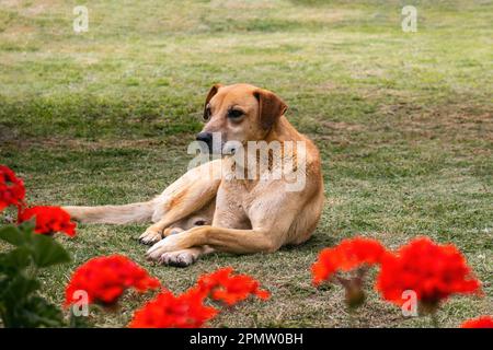 Un chien posé sur l'herbe devant des fleurs rouges Banque D'Images