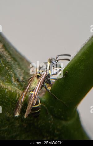 Une guêpe repose sur une tige de plante. Banque D'Images