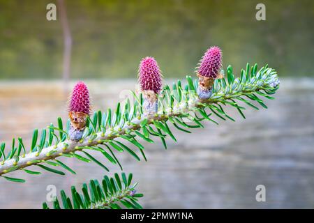 Trois jeunes cônes violets sur une branche d'un sapin coréen (Abies koreana) Banque D'Images