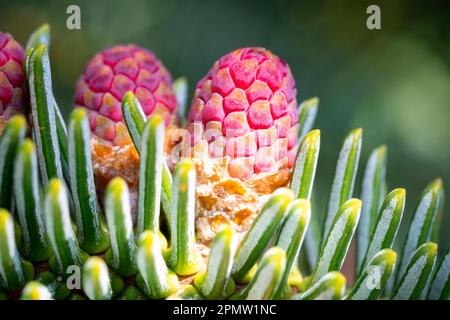 Image macro du pollen mâle violet de sapin espagnol (Abies pinsapo) Banque D'Images