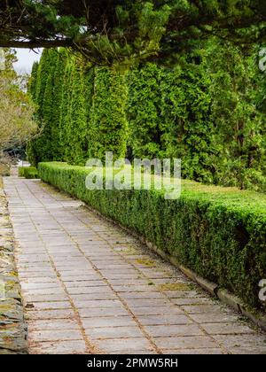 Une rangée de buissons et d'arbres de thuya et de buissons le long de la passerelle en dalle de béton Banque D'Images