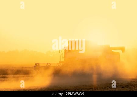 Silhouette de la moissonneuse-batteuse dans les nuages de poussière sur le champ au coucher du soleil. Photo de haute qualité Banque D'Images