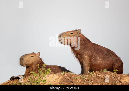 Gros plan de deux capybaras sur une rive de rivière, Pantanal Sud, Brésil. Banque D'Images