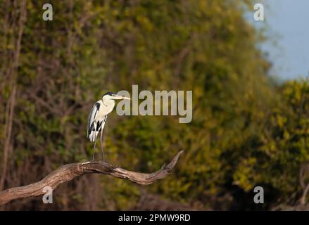 Gros plan d'un héron Cocoi perché sur un arbre, Pantanal, Brésil. Banque D'Images