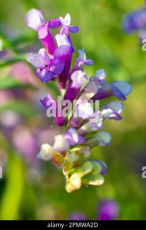Gros plan sur une fleur en forme d'oiseau avec mise au point douce. Les fleurs sauvages des prairies sont colorées. Banque D'Images